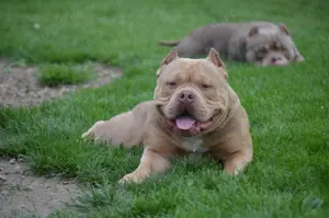 Mascul American bully pocket  - imagine 2 Mascul American bully pocket  - imagine 2