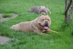 Mascul American bully pocket  - imagine 3 Mascul American bully pocket  - imagine 3