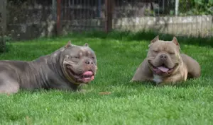 Mascul American bully pocket  - imagine 5 Mascul American bully pocket  - imagine 5