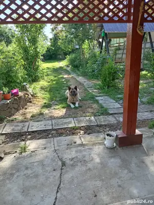 Casa de vânzare - imagine 5