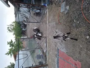 Rățoi romanesti  - imagine 2