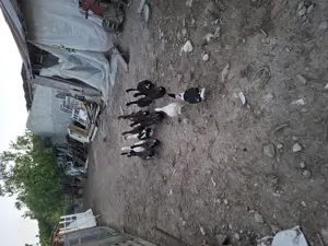 Rățoi romanesti  - imagine 4