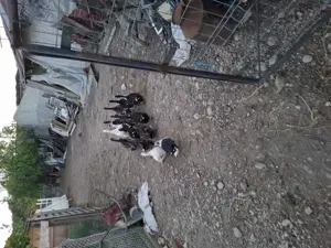 Rățoi romanesti  - imagine 3