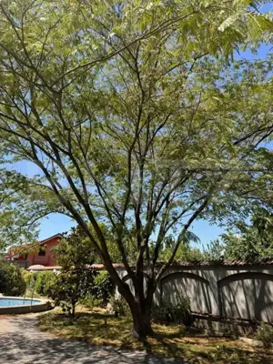 Vila de vanzare, cu 11 camere, 550 mp, zona Bariera Vâlcii - imagine 5