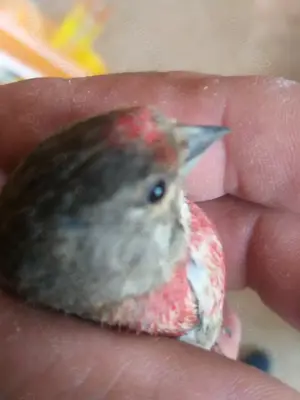 Vand Canari  - imagine 5