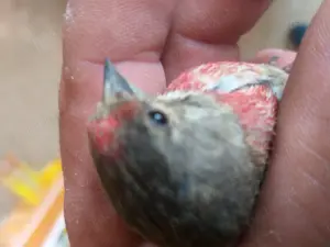 Vand Canari  - imagine 6