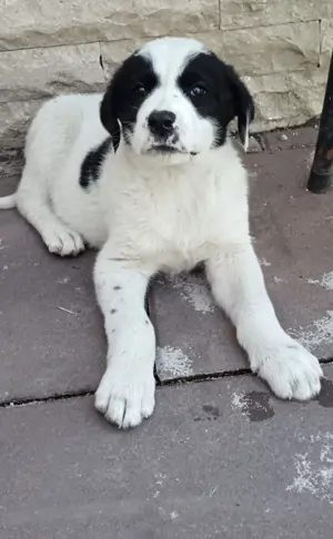 Căței asia Centrală 