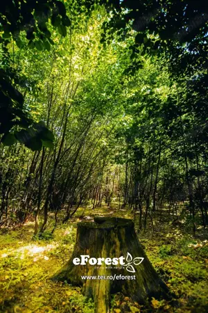 eForest teren rezidential in zona de padure, deschidere spre padure