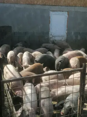 Vând soldani - imagine 2