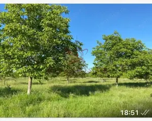 O oportunitate rară de investiție în agricultură, într-o zonă buna. - imagine 2 O oportunitate rară de investiție în agricultură, într-o zonă buna. - imagine 2