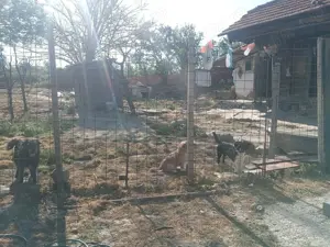 Casa tip parter Posta Calnau - imagine 5