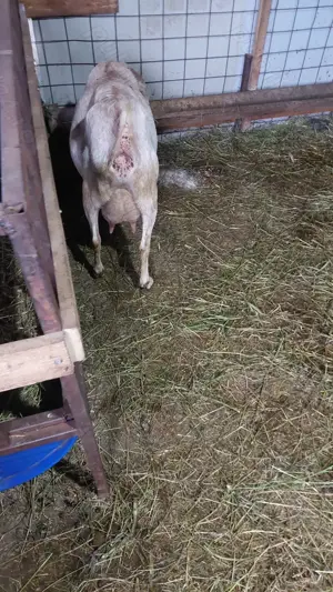 Lot 8 Capre Anglo Nubiene si iezi - imagine 4