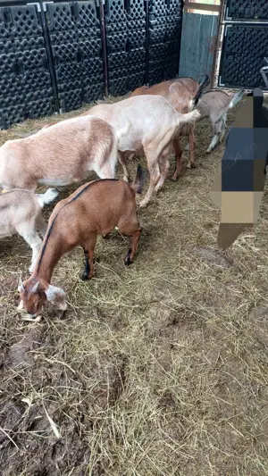 Lot 8 Capre Anglo Nubiene si iezi - imagine 2