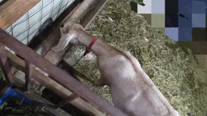 Lot 8 Capre Anglo Nubiene si iezi - imagine 3