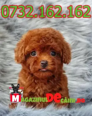 Cumpara legal LA OFERTA catei Pudel Poodle Caniche Mini cu factura-garantie-microcip-livrare Sibiu