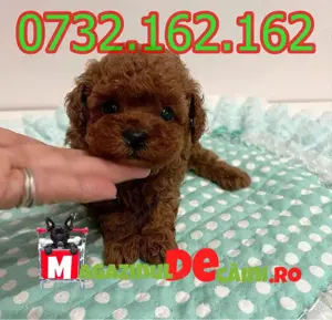 Cumpara legal LA OFERTA catei Pudel Poodle Caniche Mini cu factura-garantie-microcip-livrare Sibiu - imagine 2