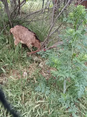 Vând țăișori - imagine 4 Vând țăișori - imagine 4