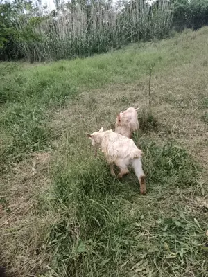 Vând țăișori - imagine 2 Vând țăișori - imagine 2