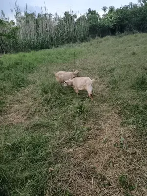 Vând țăișori - imagine 3 Vând țăișori - imagine 3