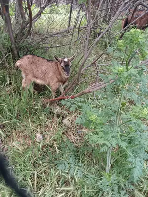 Vând țăișori - imagine 5 Vând țăișori - imagine 5