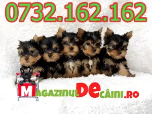 Cumpara legal catei Yorkshire Terrier Mini cu Factura,Microcip,Garantie,Carnet-Livrare la Pitesti