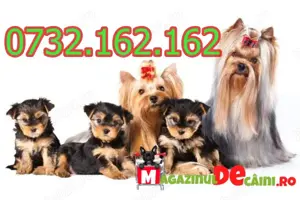 Cumpara legal catei Yorkshire Mini Toy cu Factura,Carnet,Microcip,Inregistrare-Livrare la Bucuresti - imagine 6