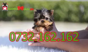 Achizitie sigura! Catei Yorkshire terrier Mini Toy cu Factura,Garantie,Microcip-livrare la Brasov
