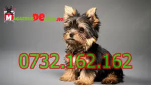 Cumpara legal Yorkshire Terrier Mini Toy cu Factura,Carnet,Microcip,Inregistrare-Livrare la Suceava