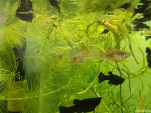 Acvariu Oase filtru pesti plante - imagine 2