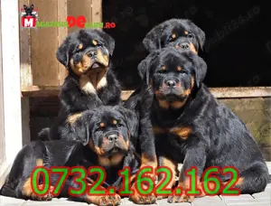 Cumpara legal catei Rottweiler Talie Mare cu Factura,Carnet,Microcip,Garantie-Livrare la Sibiu