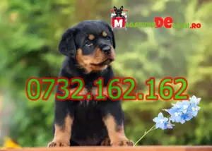 Cumpara legal catei Rottweiler Talie Mare cu Factura,Carnet,Microcip,Garantie-Livrare la Sibiu - imagine 3