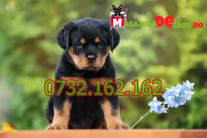 Cumpara legal catei Rottweiler Talie Mare cu Factura,Carnet,Microcip,Garantie-Livrare la Sibiu - imagine 2