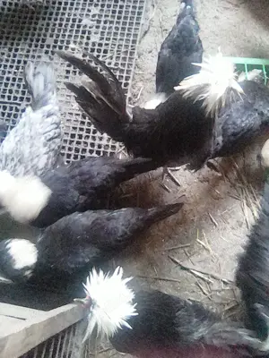 Perechi  motate olandeze tineret - imagine 2