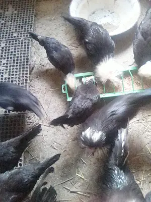 Perechi  motate olandeze tineret