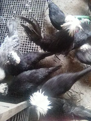 Perechi  motate olandeze tineret - imagine 3