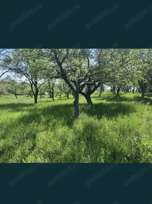 Vând teren cu livadă