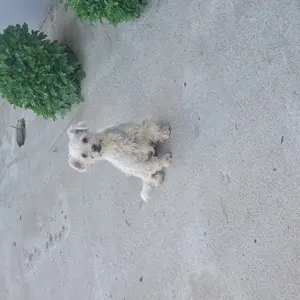 Bichon cauta casa noua - imagine 5 Bichon cauta casa noua - imagine 5