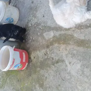 Pui bichon - imagine 5