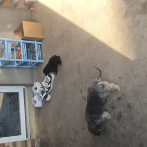 Bichon puiuti - imagine 4 Bichon puiuti - imagine 4