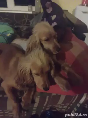 Catei de rasa kokeri spaniol 