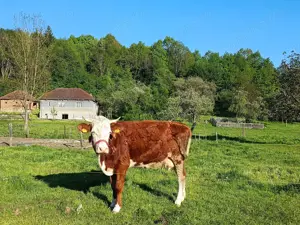 Descoperă căsuța ta de vis la poalele Munților Apuseni