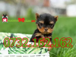 Cumpara legal catei Yorkshire Mini Toy cu Factura,Carnet,Microcip,Inregistrare-Livrare la Bucuresti - imagine 2