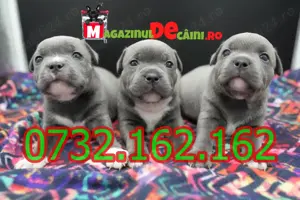 Cumpara legal Catei Amstaff Blue cu Factura,Carnet,Microcip,Garantie-Livrare personala la Brasov