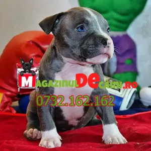Cumpara legal catei Amstaff Blue cu factura,microcip,carnet.Livrare personala la Cluj Napoca - imagine 2