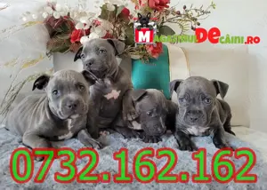 Cumpara legal catei Amstaff Blue cu factura,microcip,carnet.Livrare personala la Cluj Napoca