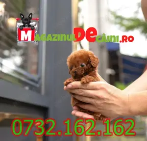 Caniche Pitic Pudel Toy Poodle! Rasa Pura! Factura!Microcip!Inregistrare!Garantie!Livrare la Suceava - imagine 2