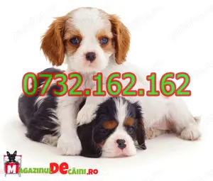 Cumpara legal catei Cavalier King Charles cu Factura,Carnet,Microcip,Garantie+Livrare personala - imagine 4