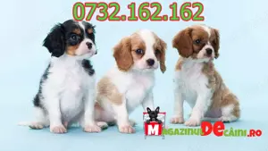 Cumpara legal catei Cavalier King Charles cu Factura,Carnet,Microcip,Garantie+Livrare personala - imagine 3