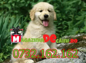 HRANA GRATUITA- Catei Golden Retriever cu factura,microcip,carnet-Livrare personala la Bucuresti - imagine 5
