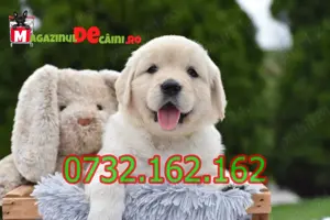 Cumpara legal catei Golden Retriever cu Factura,Carnet,Microcip,Garantie-Livrare personala la Cluj - imagine 2